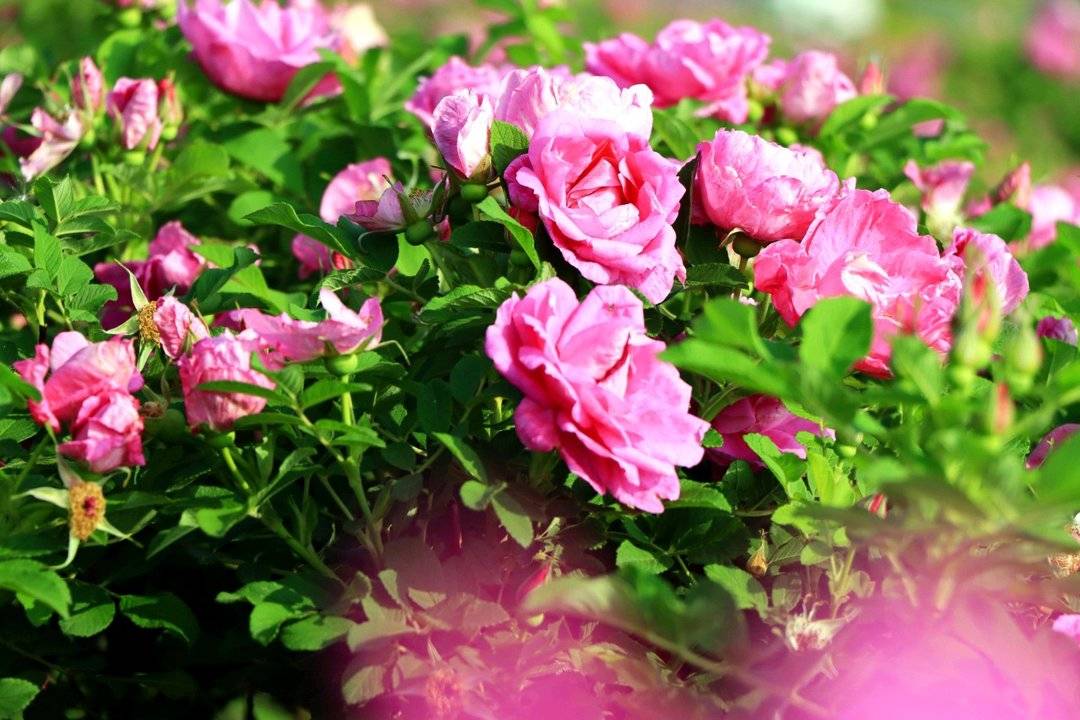濰坊濱海區(qū)芳青玫瑰園以農(nóng)業(yè)創(chuàng)新激活鄉(xiāng)村振興新動能:農(nóng)業(yè)創(chuàng)新
