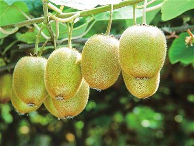 西峽：生態(tài)農(nóng)業(yè)引領(lǐng)綠色發(fā)展:農(nóng)業(yè)發(fā)展