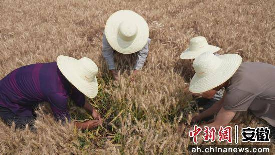 埇橋區(qū)“藏糧于地、藏糧于技” 筑牢糧食豐收根基:糧食豐收