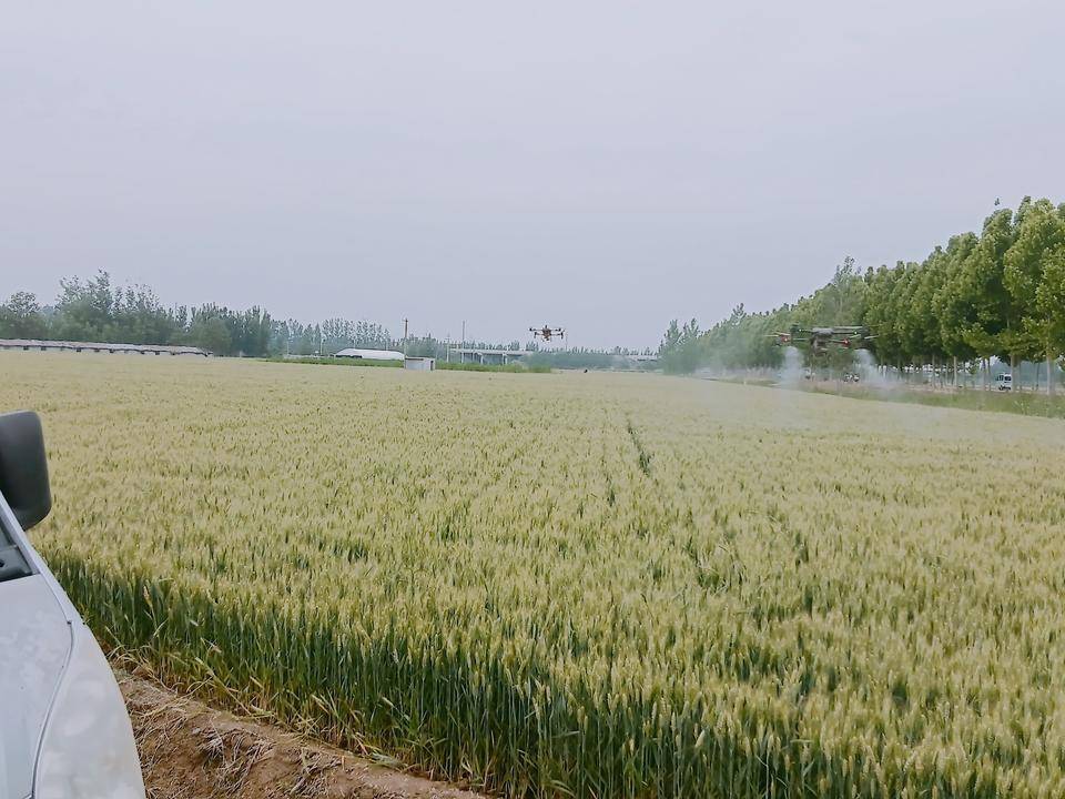 泰山保險(xiǎn)梁山支公司開(kāi)展小麥“一噴三防”，護(hù)航糧食豐產(chǎn)豐收:糧食豐收