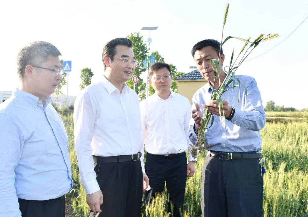 力保夏糧豐收<strong></p>
<p>糧食豐收</strong>，糧食大省江蘇多地黨政主官到田間察看小麥長勢:糧食豐收