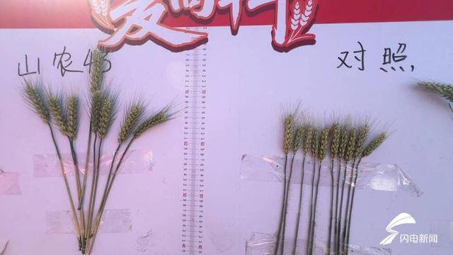 連續(xù)3年測產(chǎn)破800公斤<strong></p>
<p>糧食豐收</strong>！山農43號小麥測產(chǎn)持續(xù)穩(wěn)定 助力糧食增產(chǎn)豐收:糧食豐收
