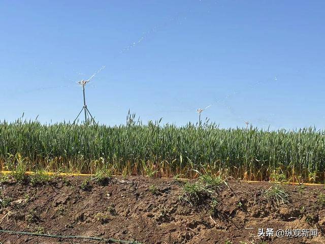 鎮(zhèn)平縣曲屯鎮(zhèn)：“一噴三防”<strong></p>
<p>糧食豐收</strong>，開啟糧食豐收密碼:糧食豐收