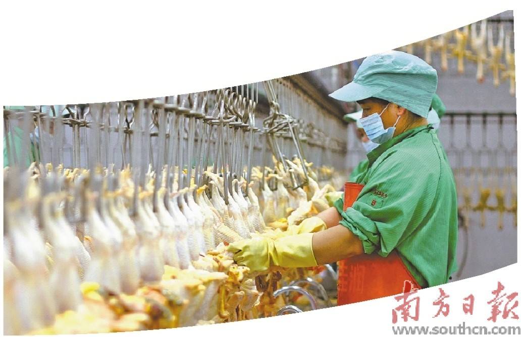 云浮現(xiàn)代農(nóng)業(yè)年產(chǎn)值有望破千億:現(xiàn)代農(nóng)業(yè)
