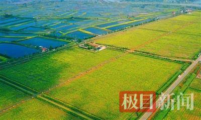 咸安：國土綜合整治助力打造現(xiàn)代農(nóng)業(yè)高地:現(xiàn)代農(nóng)業(yè)