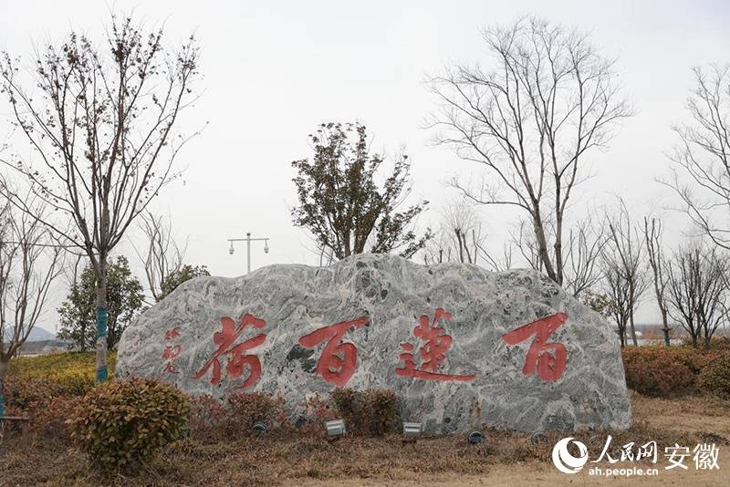 淮北杜集區(qū)：“國企聯村”激活現代農業(yè)“一池春水”:現代農業(yè)