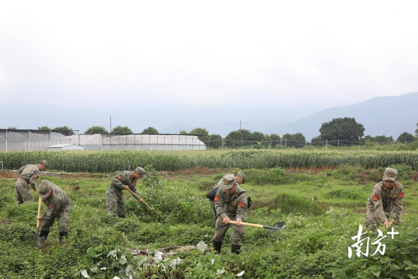 肇慶市民兵“鐵軍”出征沙浦基地<strong></p>
<p>現(xiàn)代農(nóng)業(yè)
</strong>，助力現(xiàn)代農(nóng)業(yè)建設(shè):現(xiàn)代農(nóng)業(yè)
