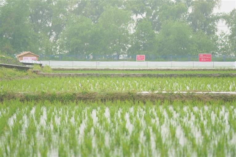 定制農(nóng)業(yè)在龍江｜喬府大院五常大米助農(nóng)基地定制項目簽約:農(nóng)業(yè)
