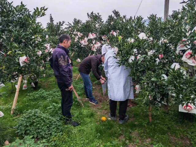 科技助力農業(yè)升級 蒲江智慧農業(yè)成績單亮眼:智慧農業(yè)
