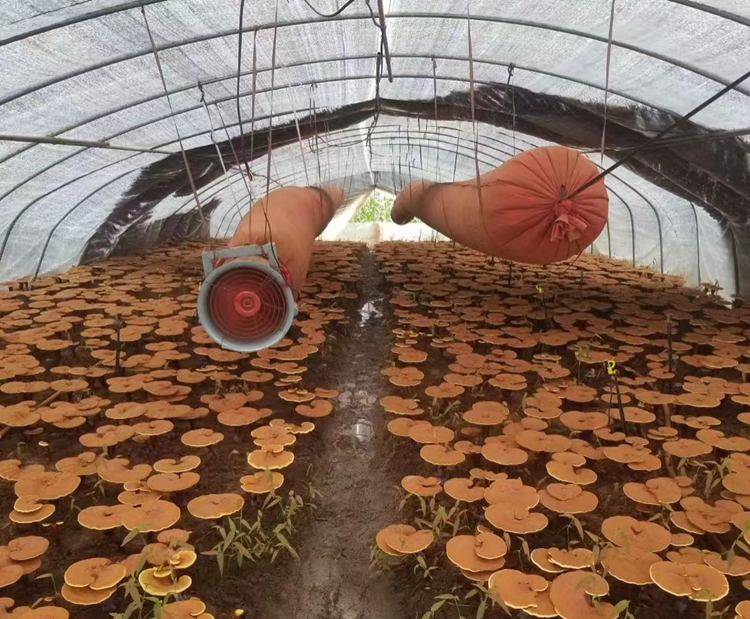 安圖縣二道白河鎮(zhèn)：牢牢穩(wěn)住農(nóng)業(yè)發(fā)展“壓艙石”:農(nóng)業(yè)發(fā)展